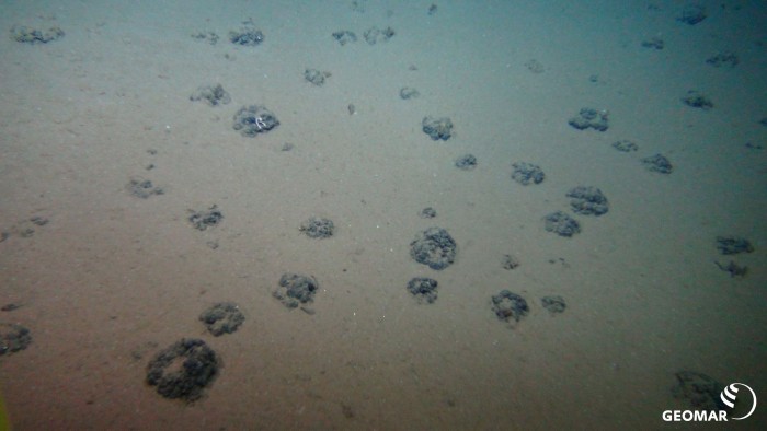 Manganknollen auf dem Grund des Pazifik im Discol-Gebiet. (Bild: ROV-Team/Geomar)